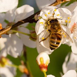 biodiversità_ape